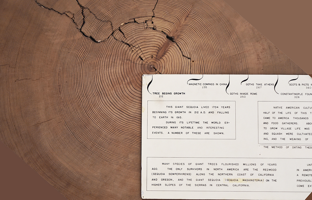 Tree-Ring Laboratory | Copyright Mario Perez-Wilson, Inc.